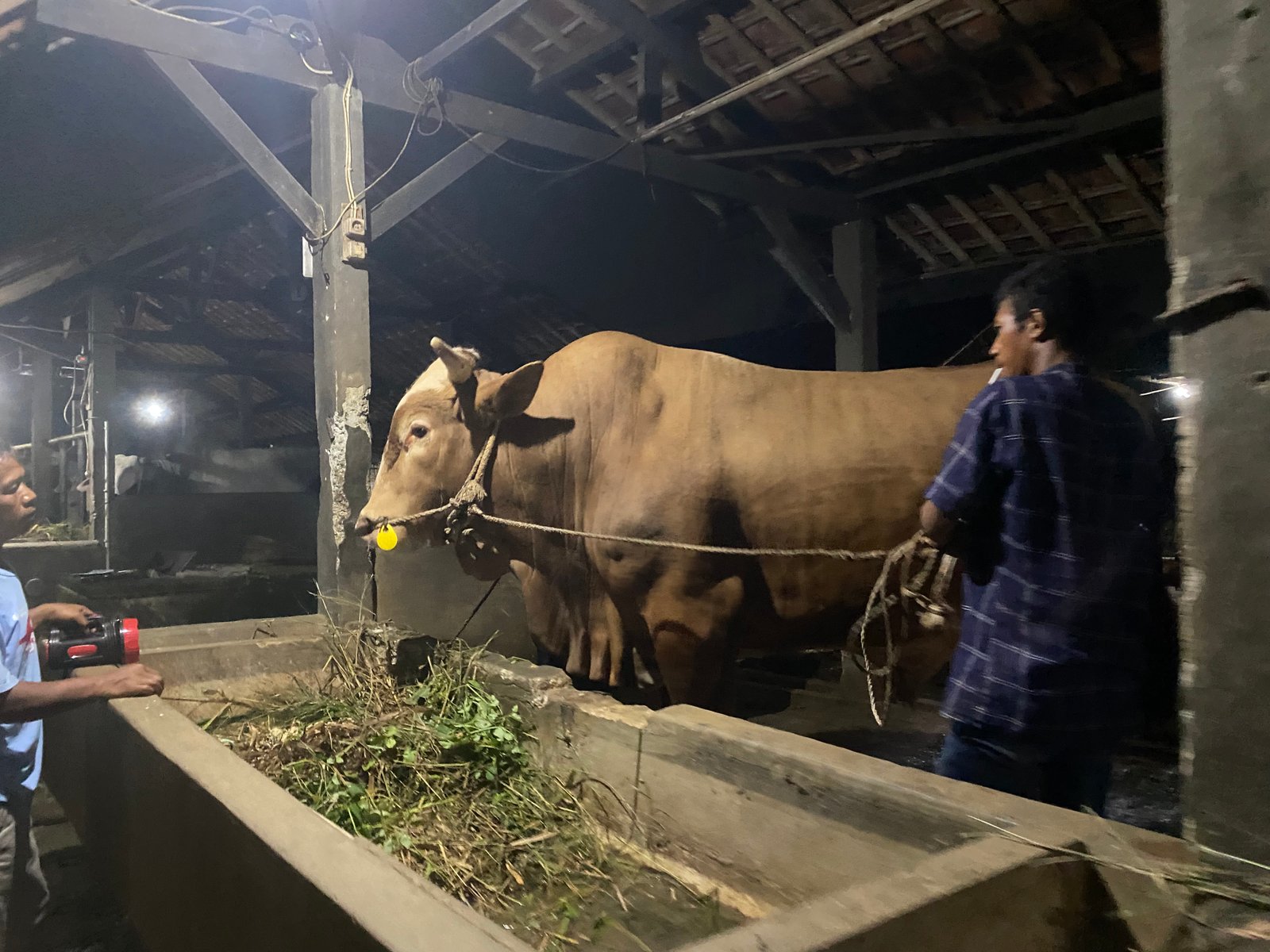 Sapi 7